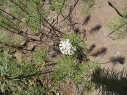 Imagem de Asclepias linaria Cav.