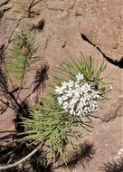 Imagem de Asclepias linaria Cav.