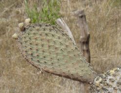 Image of <i>Opuntia durangensis</i>