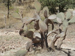 Image of <i>Opuntia durangensis</i>