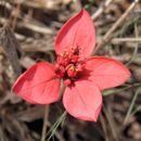 Imagem de Euphorbia strigosa Hook. & Arn.