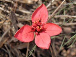 Слика од Euphorbia strigosa Hook. & Arn.