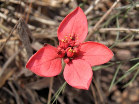 Imagem de Euphorbia strigosa Hook. & Arn.