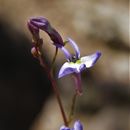 صورة Lobelia endlichii (E. Wimm.) T. J. Ayers