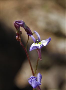 Imagem de Lobelia endlichii (E. Wimm.) T. J. Ayers