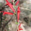 Image of <i>Salvia elegans</i> var. <i>sonorensis</i>