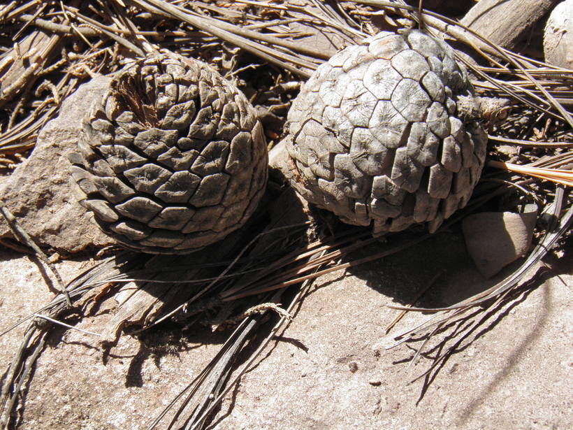 Image of Egg-cone Pine