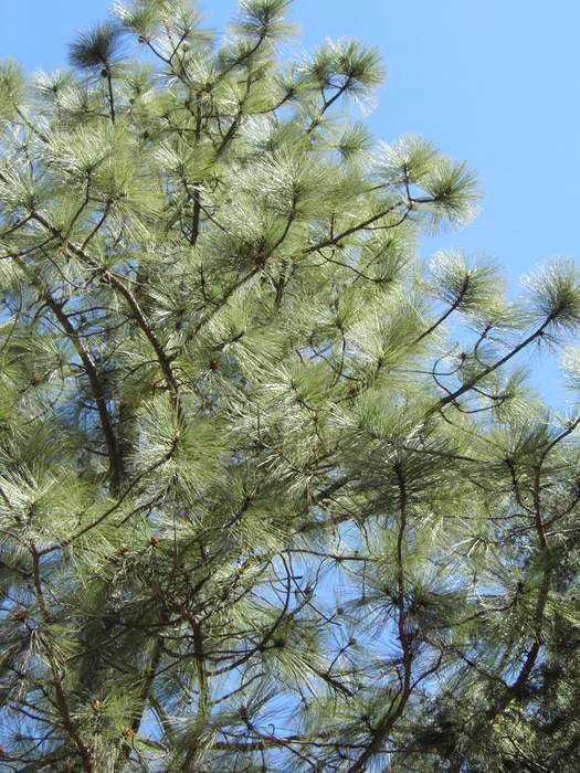 Image of Egg-cone Pine