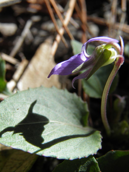 Image of Ponderosa violet