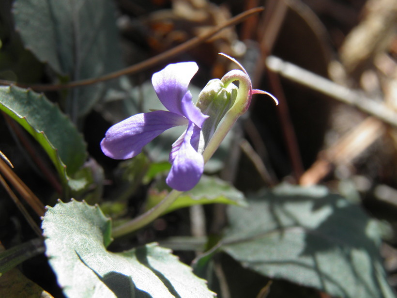 Image of Ponderosa violet