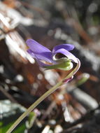 Image of Ponderosa violet