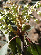 Image of Texas madrone