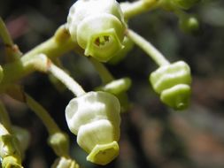 Image of Texas madrone