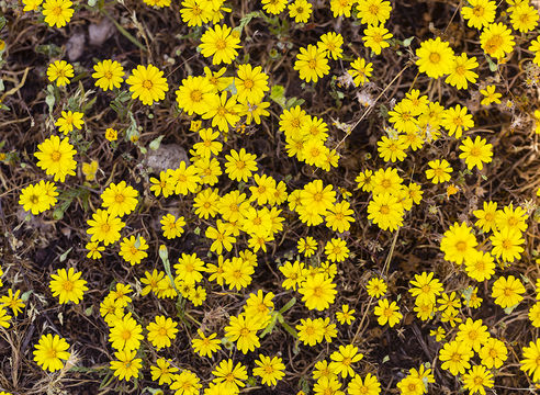 Image of Lyon's pygmydaisy