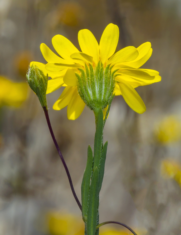 Image of Lyon's pygmydaisy