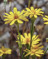 Image of Lyon's pygmydaisy