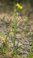 Image of Lyon's pygmydaisy