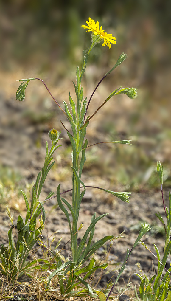 Image of Lyon's pygmydaisy