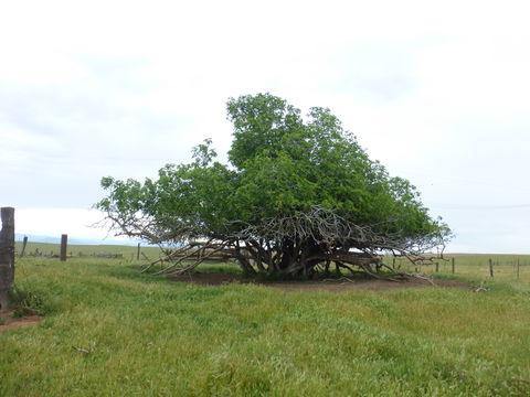 Plancia ëd Ficus carica L.