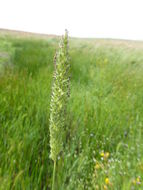 Image of Lemmon's canarygrass