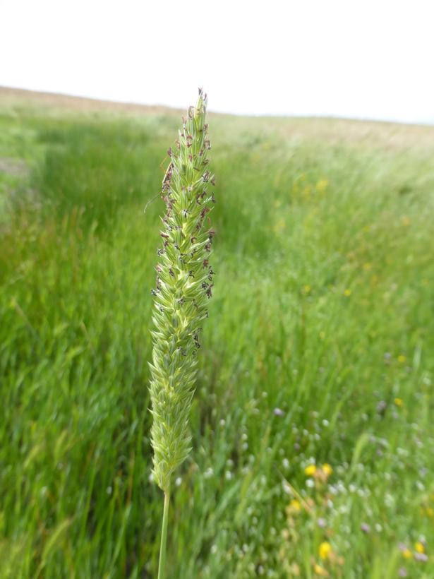 Image of Lemmon's canarygrass