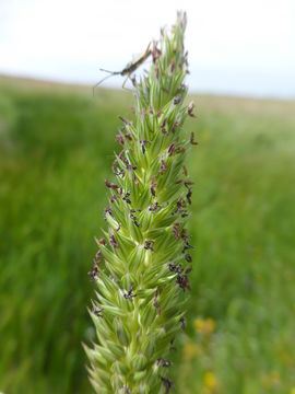 Image of Lemmon's canarygrass