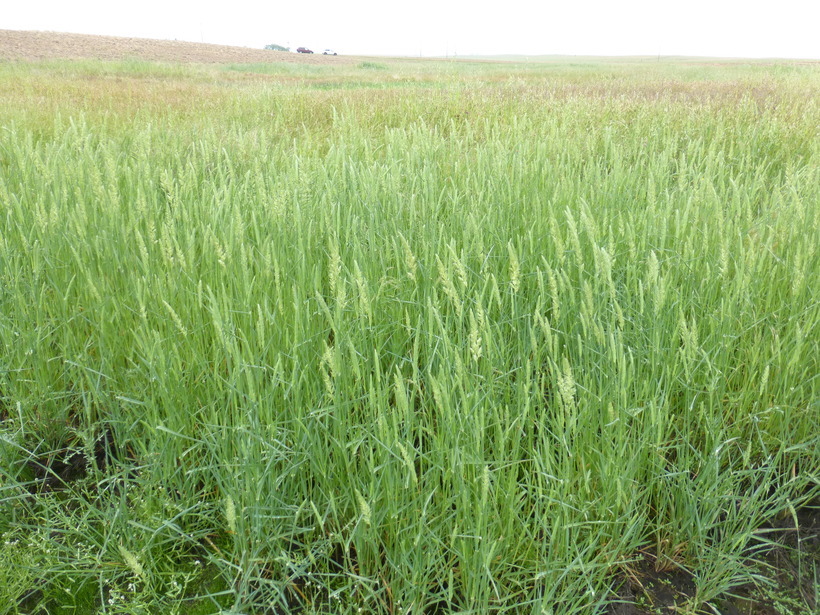 Image of Lemmon's canarygrass