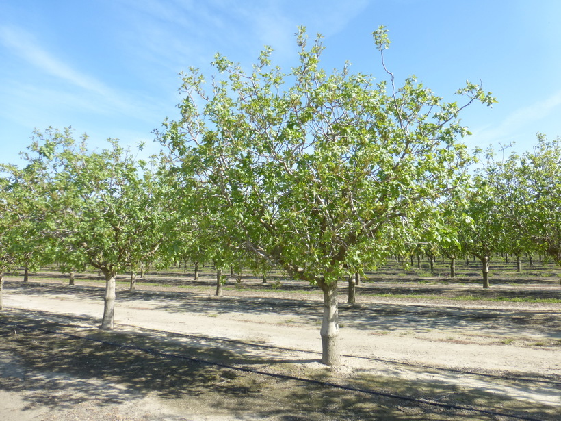 Image of pistachio nut