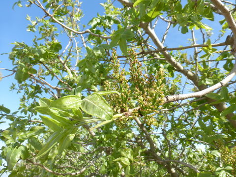 Image of pistachio nut