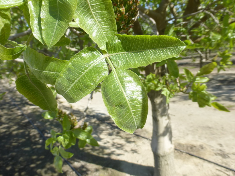 Image of pistachio nut