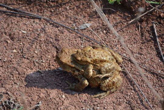 Image of Common Toad