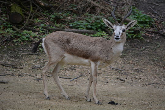 Image of Goitered Gazelle