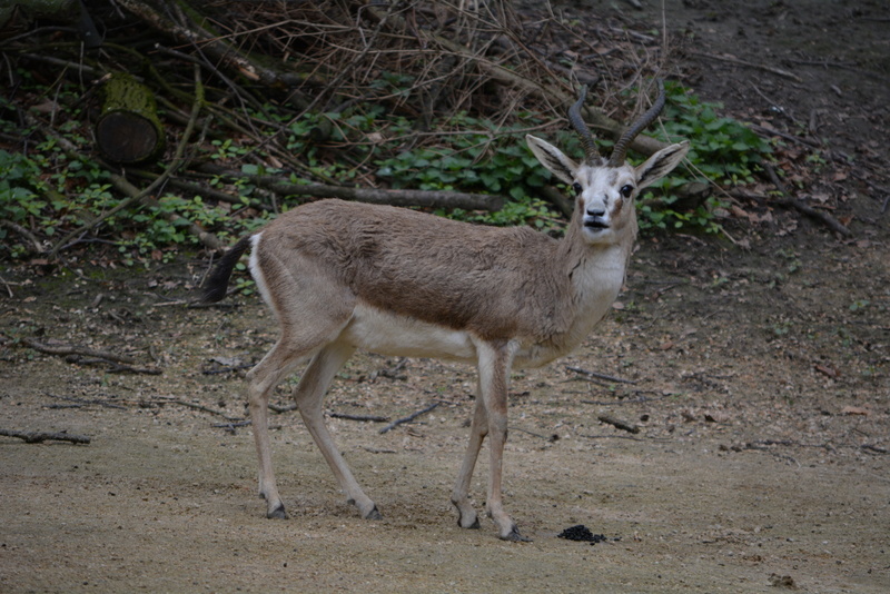 Image of Goitered Gazelle