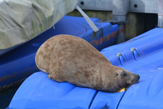 Image of Grey Seal