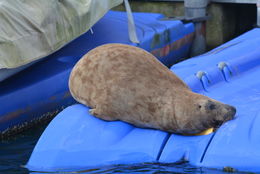 Image of Grey Seal