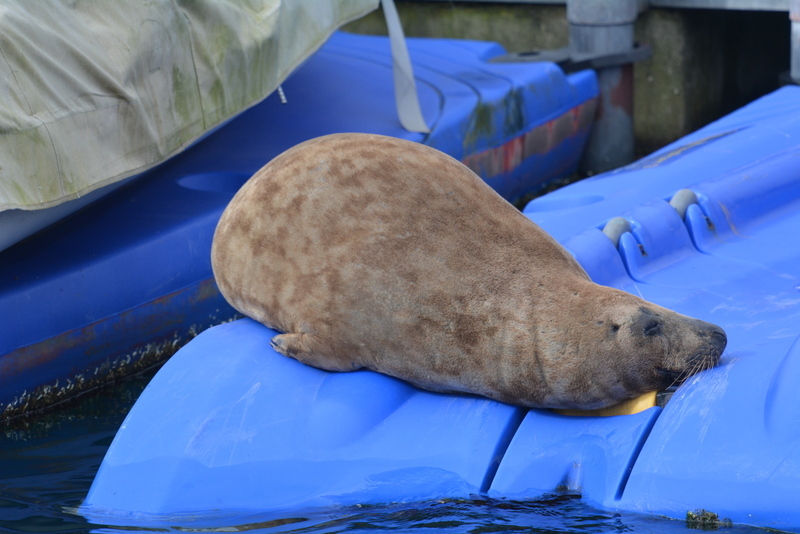 Image of Grey Seal