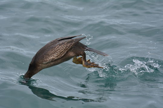 Plancia ëd Phalacrocorax aristotelis (Linnaeus 1761)