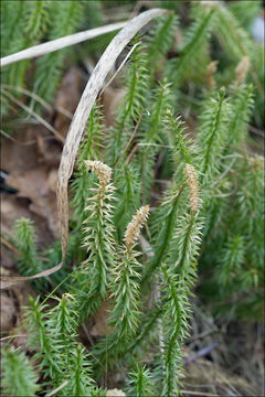 Imagem de <i>Lycopodium annotinum</i>