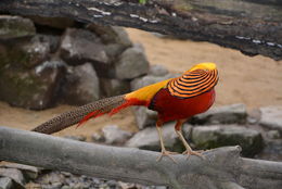 Chrysolophus pictus (Linnaeus 1758) resmi