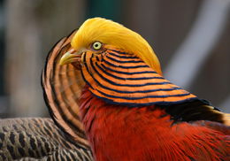 Image of Golden Pheasant