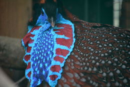 Image of Temminck's Tragopan