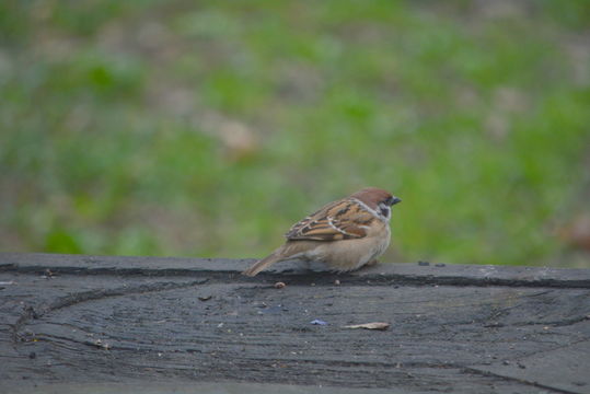 Image of Eurasian Tree Sparrow