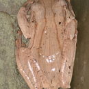 Image of File-Eared Tree Frog