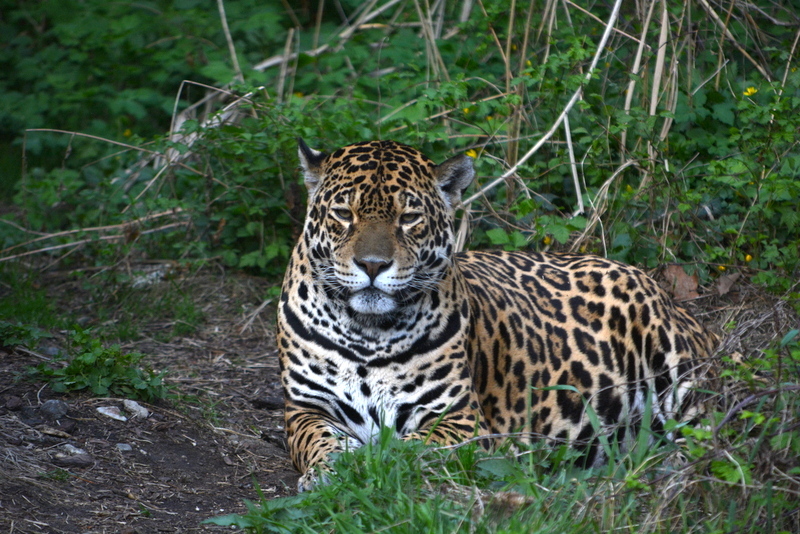 Image of Jaguar