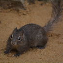 Sivun Kiinankallio-orava kuva