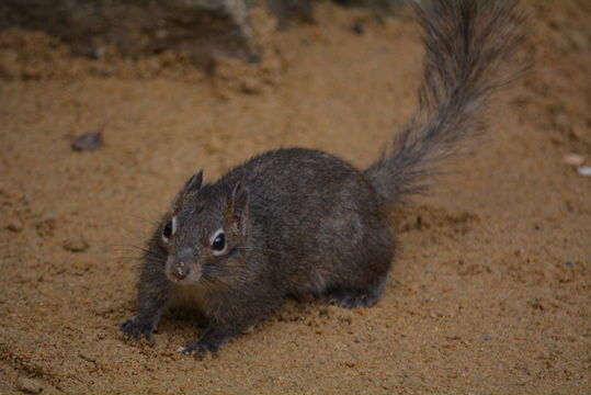 Plancia ëd Sciurotamias davidianus (Milne-Edwards 1867)