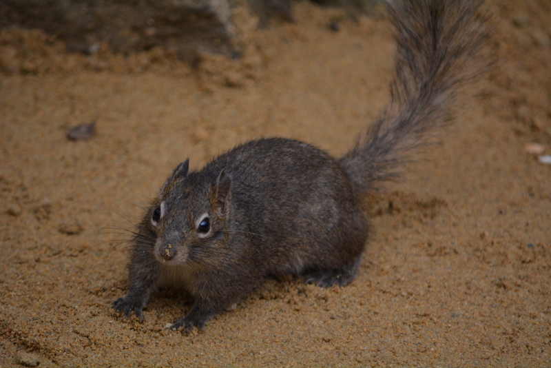 Sivun Kiinankallio-orava kuva