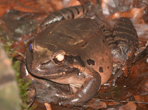 Image of Giant Ditch Frog