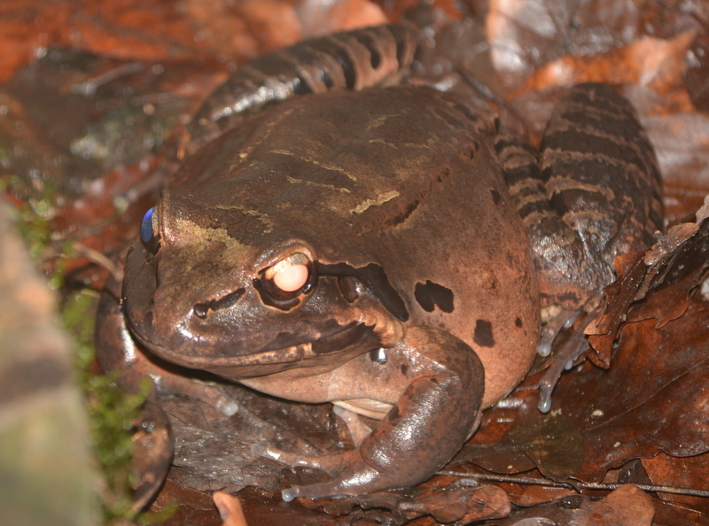 Sivun Leptodactylus fallax Müller 1926 kuva