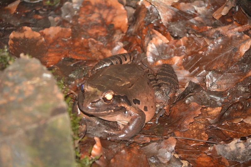 Image of Giant Ditch Frog